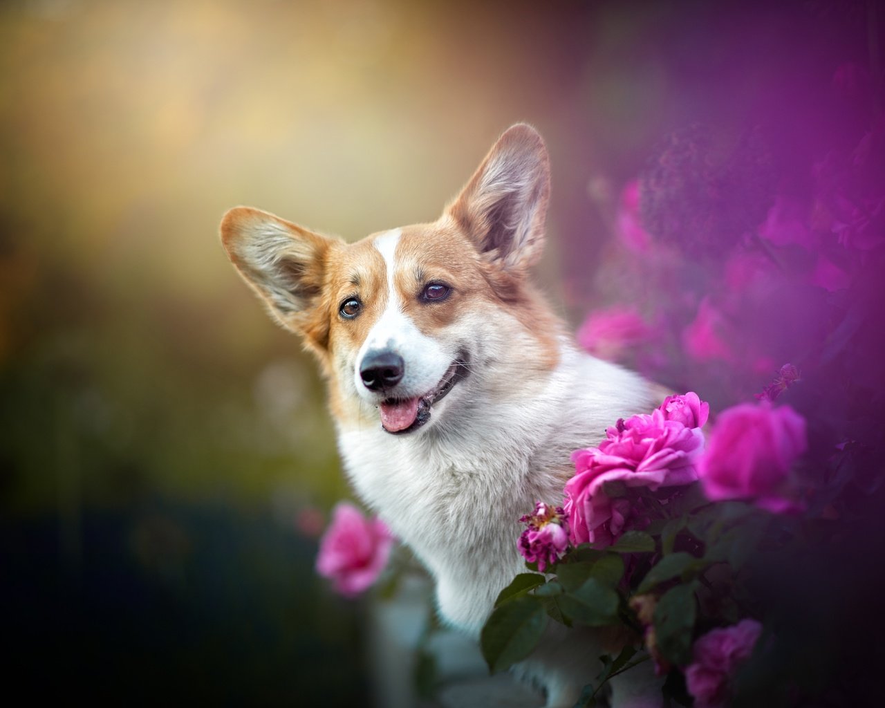 Обои цветы, розы, собака, мордашка, боке, вельш-корги, flowers, roses, dog, face, bokeh, welsh corgi разрешение 4928x3280 Загрузить