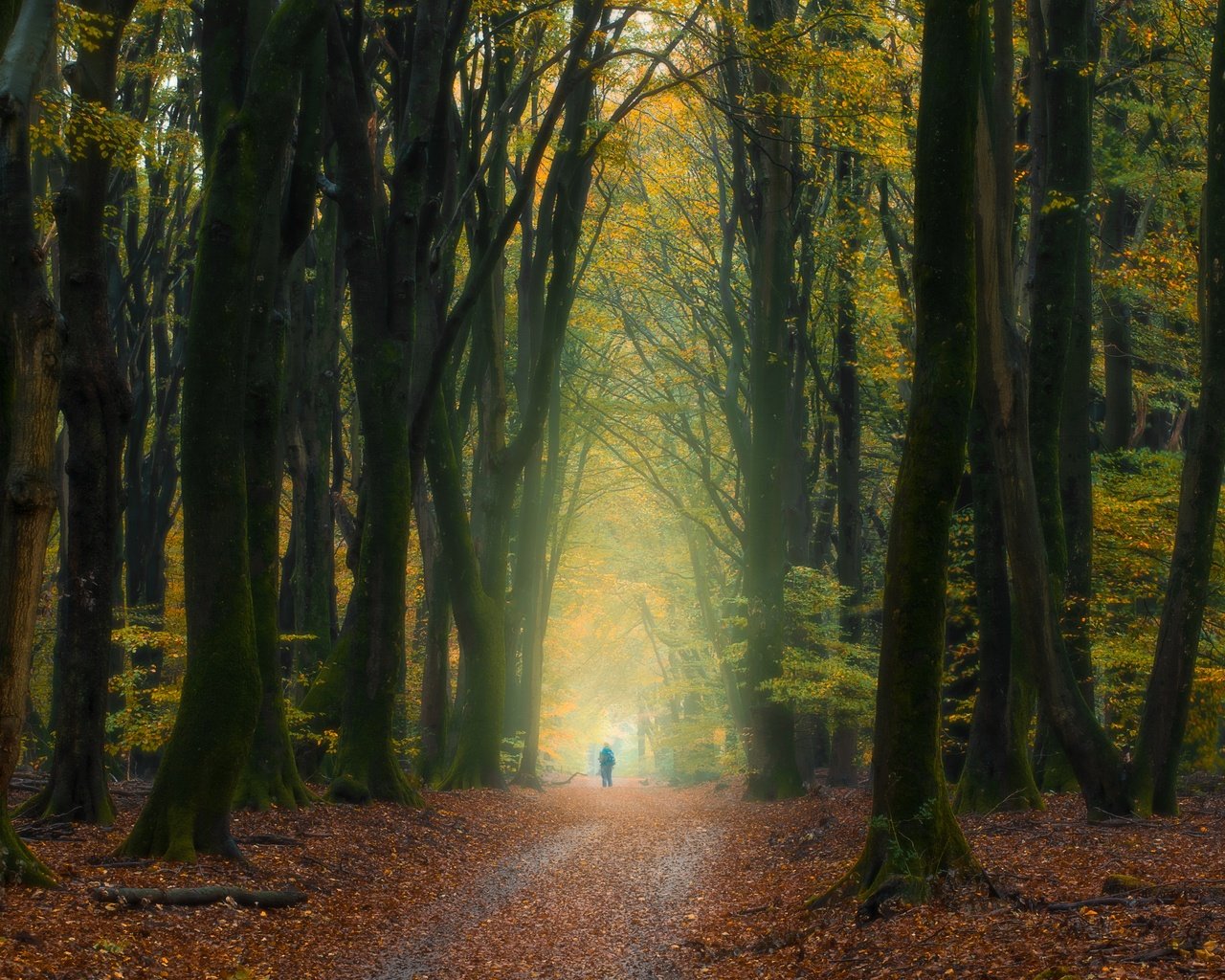 Обои деревья, лес, осень, человек, нидерланды, опавшие листья, trees, forest, autumn, people, netherlands, fallen leaves разрешение 5568x3335 Загрузить