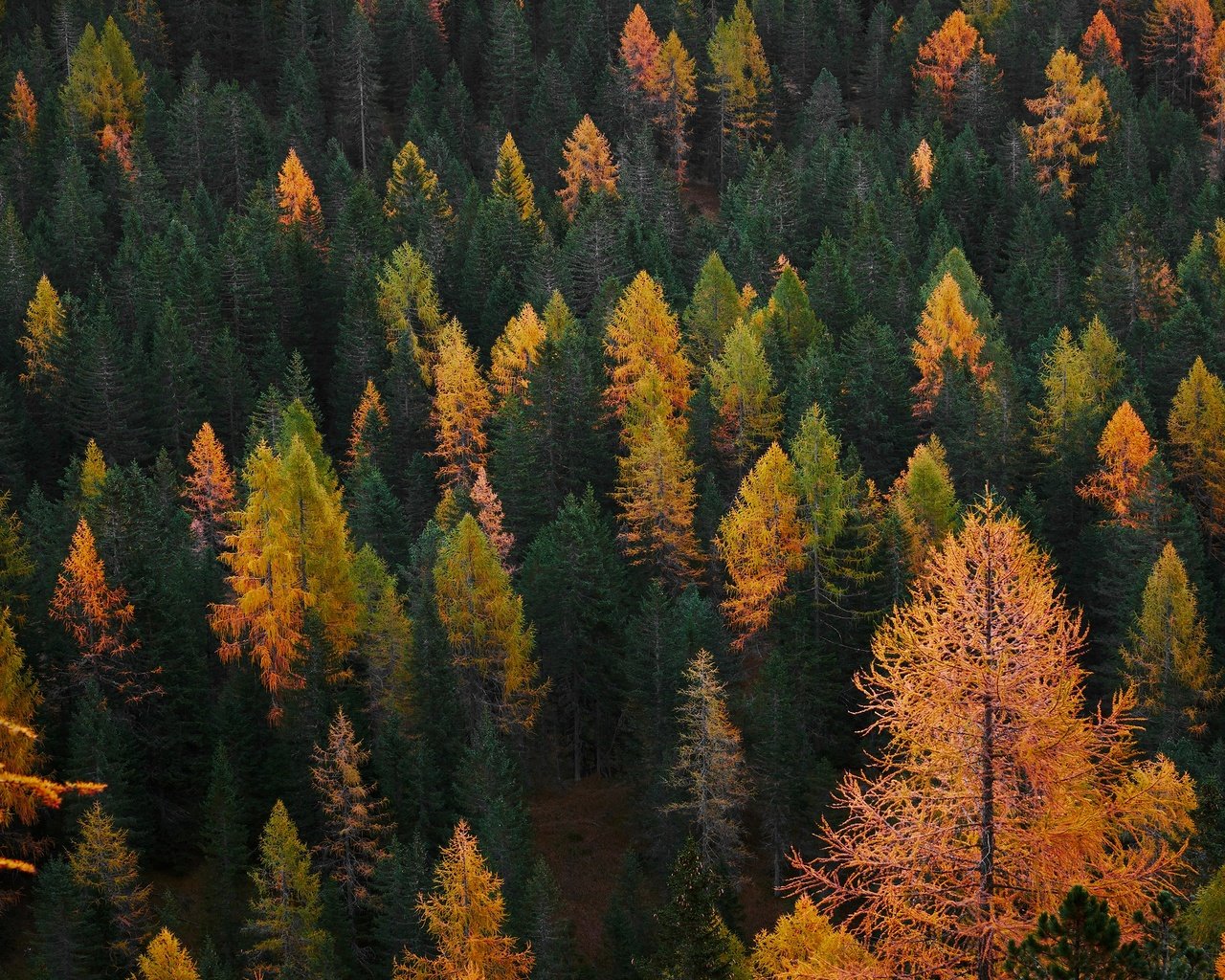 Обои деревья, лес, вид, склон, осень, trees, forest, view, slope, autumn разрешение 3840x2160 Загрузить