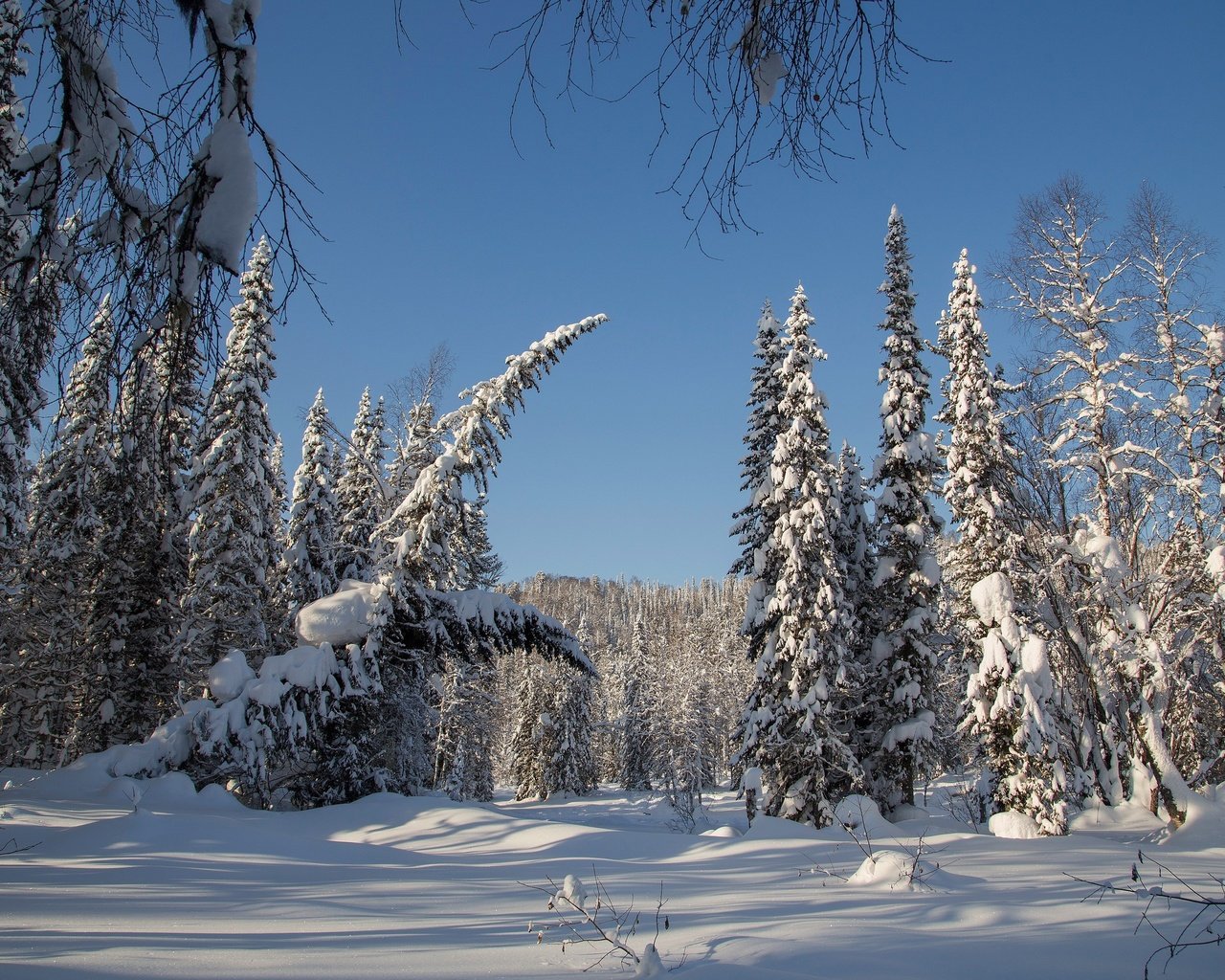 Обои деревья, снег, лес, зима, россия, ели, тайга, сибирь, trees, snow, forest, winter, russia, ate, taiga, siberia разрешение 2500x1667 Загрузить