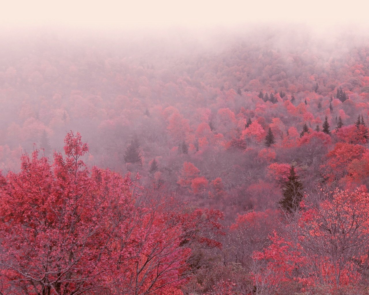 Обои деревья, утро, туман, осень, trees, morning, fog, autumn разрешение 3840x2160 Загрузить