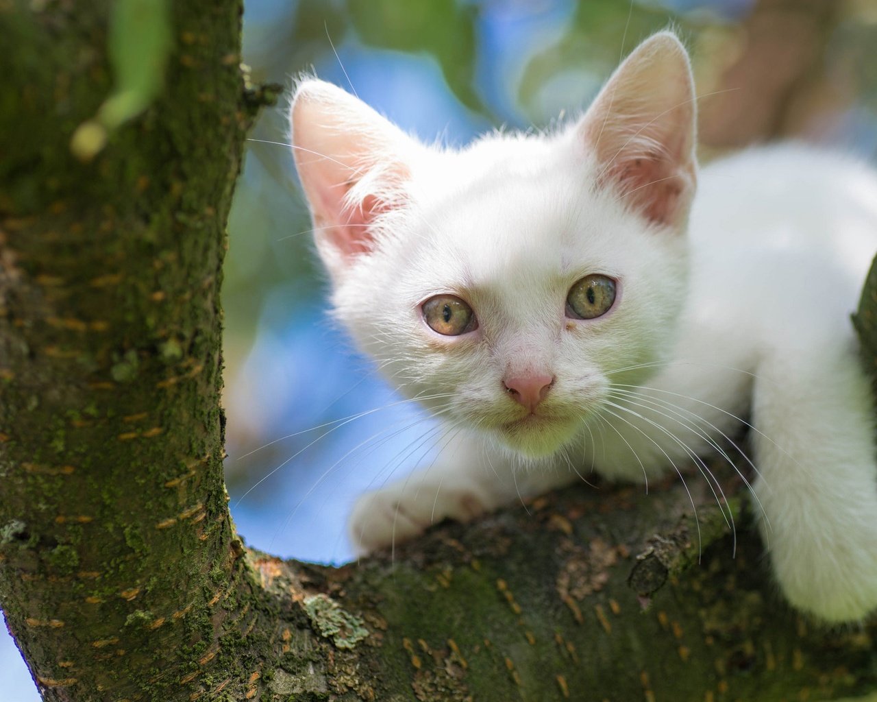 Обои дерево, кот, мордочка, кошка, взгляд, котенок, белый, на дереве, tree, cat, muzzle, look, kitty, white, on the tree разрешение 2048x1280 Загрузить