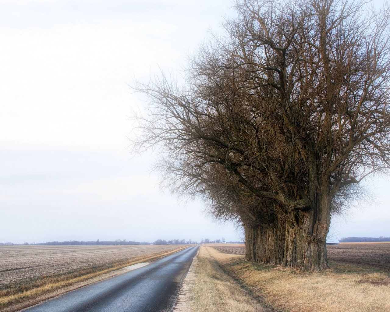 Обои дорога, деревья, туман, road, trees, fog разрешение 3840x2160 Загрузить