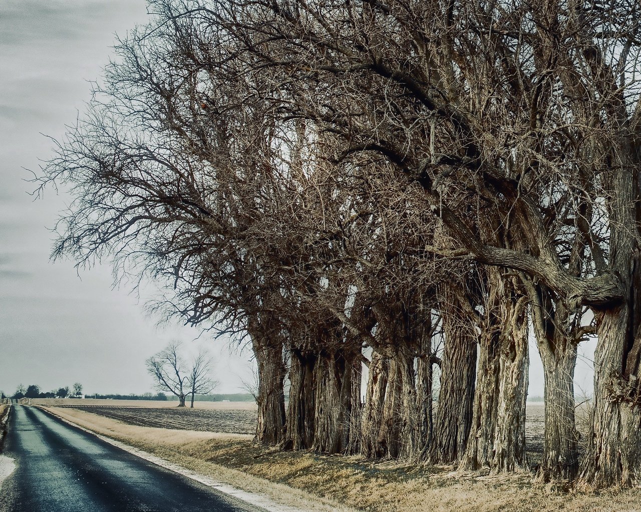 Обои дорога, деревья, road, trees разрешение 3840x2160 Загрузить