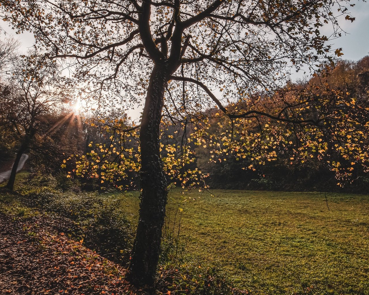 Обои дорога, дерево, осень, road, tree, autumn разрешение 2560x1440 Загрузить