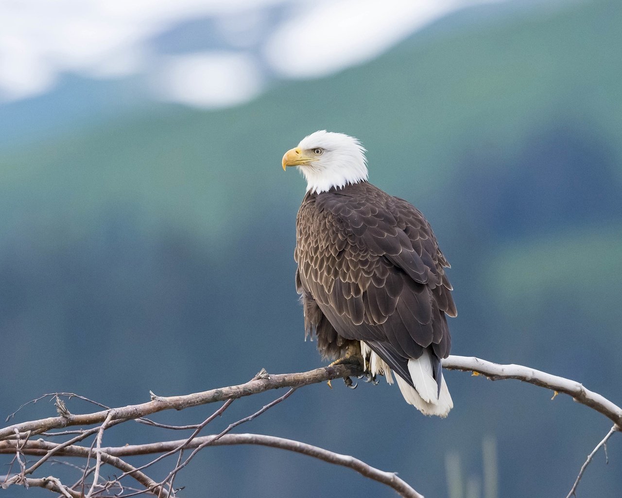 Обои горы, дерево, фон, ветки, птица, белоголовый орлан, mountains, tree, background, branches, bird, bald eagle разрешение 2880x1620 Загрузить