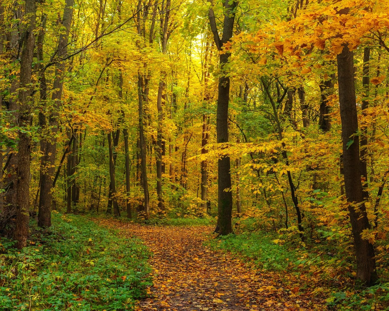 Обои лес, листва, панорама, осень, forest, foliage, panorama, autumn разрешение 6144x2403 Загрузить