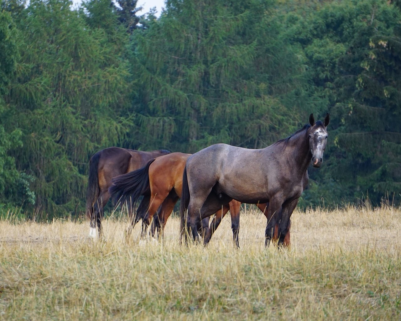 Обои лес, поле, лошади, кони, пасутся, forest, field, horse, horses, grazing разрешение 2560x1707 Загрузить