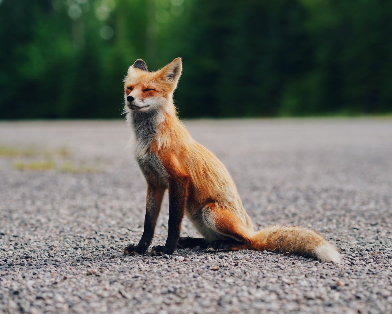 Обои лиса, сидит, асфальт, fox, sitting, asphalt разрешение 2400x1600 Загрузить