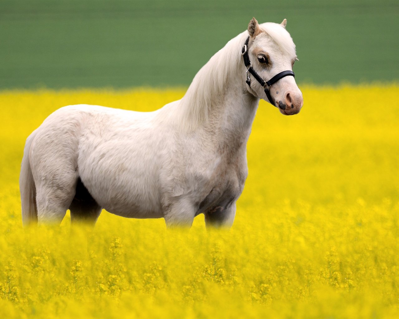 Обои лошадь, белый, конь, рапс, horse, white, rape разрешение 3000x1846 Загрузить