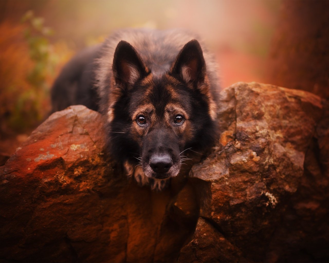 Обои морда, камни, взгляд, собака, немецкая овчарка, face, stones, look, dog, german shepherd разрешение 2048x1365 Загрузить