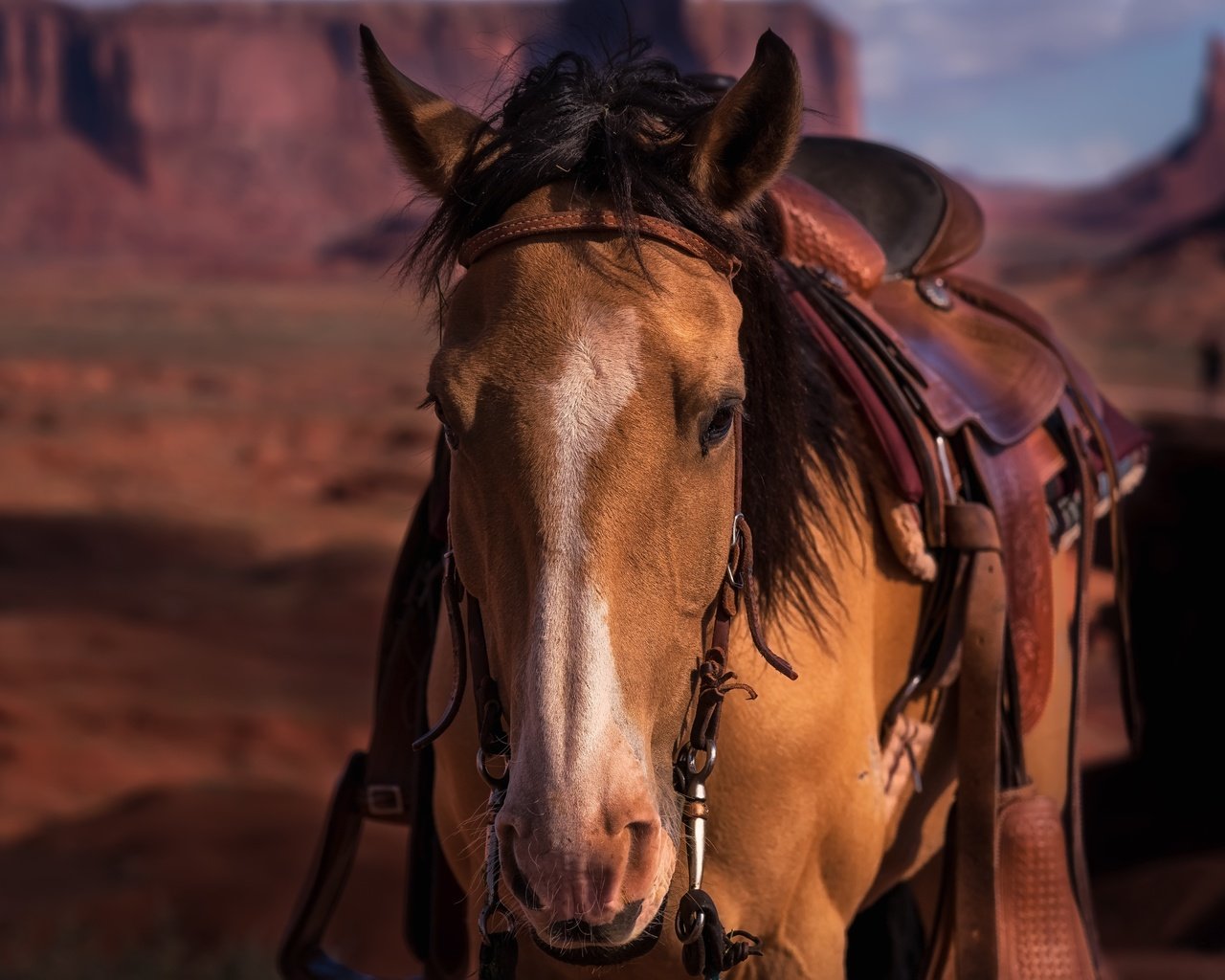 Обои морда, лошадь, конь, седло, face, horse, saddle разрешение 6016x4016 Загрузить