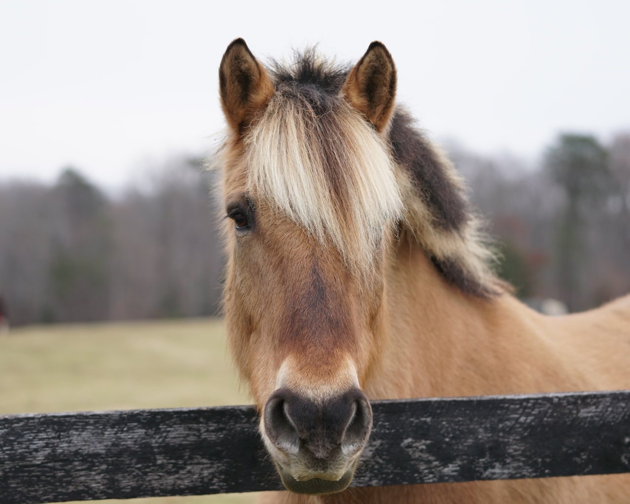 Обои морда, лошадь, портрет, ограждение, конь, грива, face, horse, portrait, the fence, mane разрешение 6000x4000 Загрузить