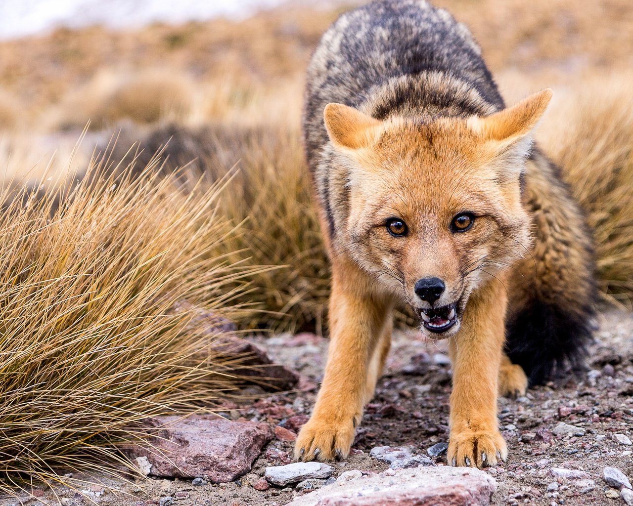 Обои морда, природа, взгляд, лиса, волк, койот, face, nature, look, fox, wolf, coyote разрешение 3840x2160 Загрузить