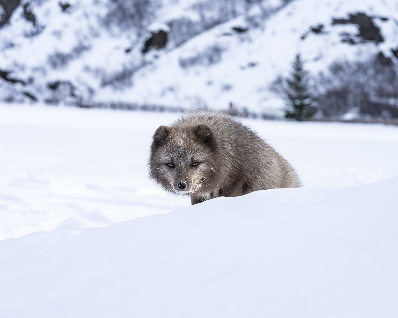 Обои морда, снег, зима, взгляд, песец, выглядывает, face, snow, winter, look, fox, peeps разрешение 5627x3751 Загрузить