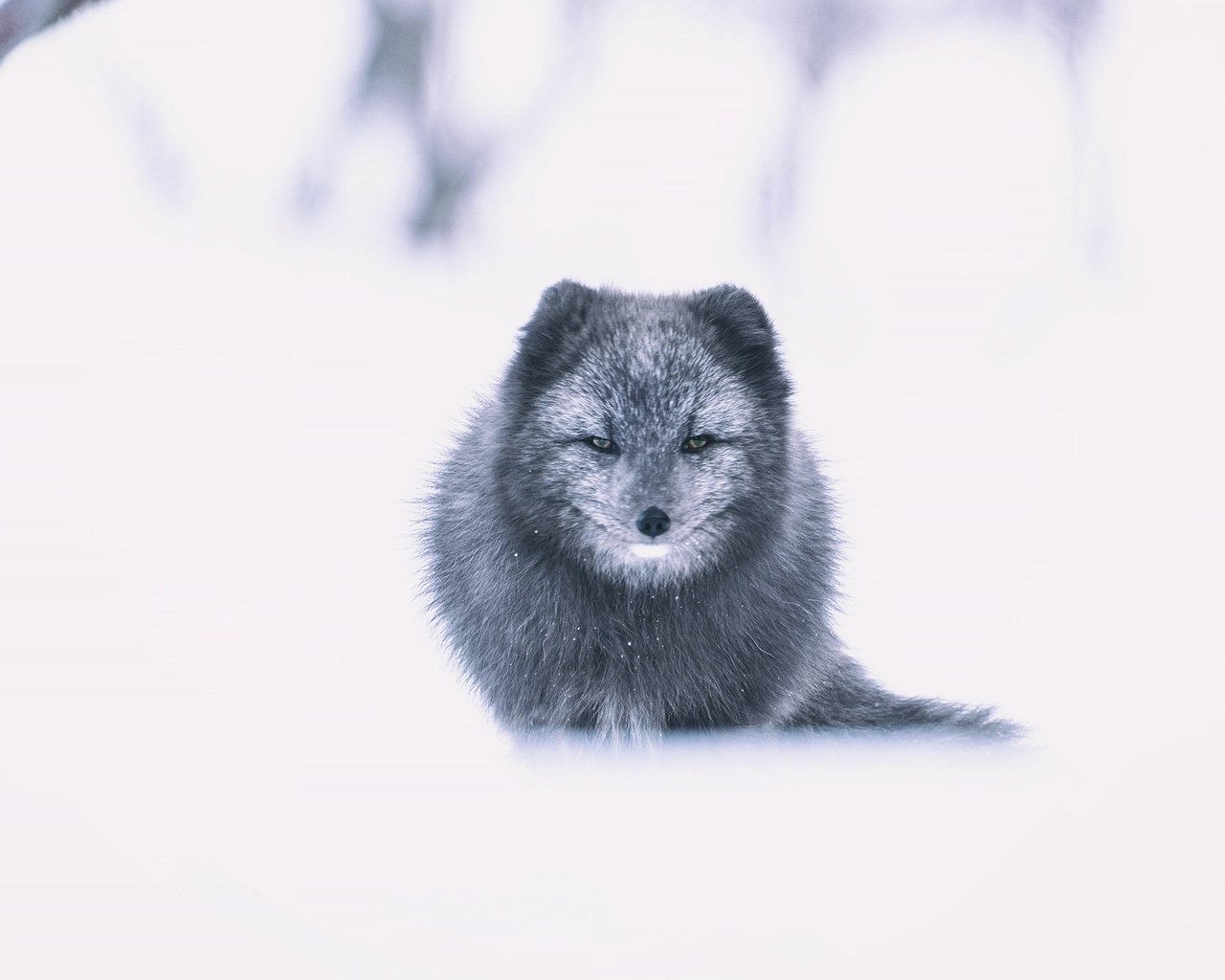 Песец на дереве