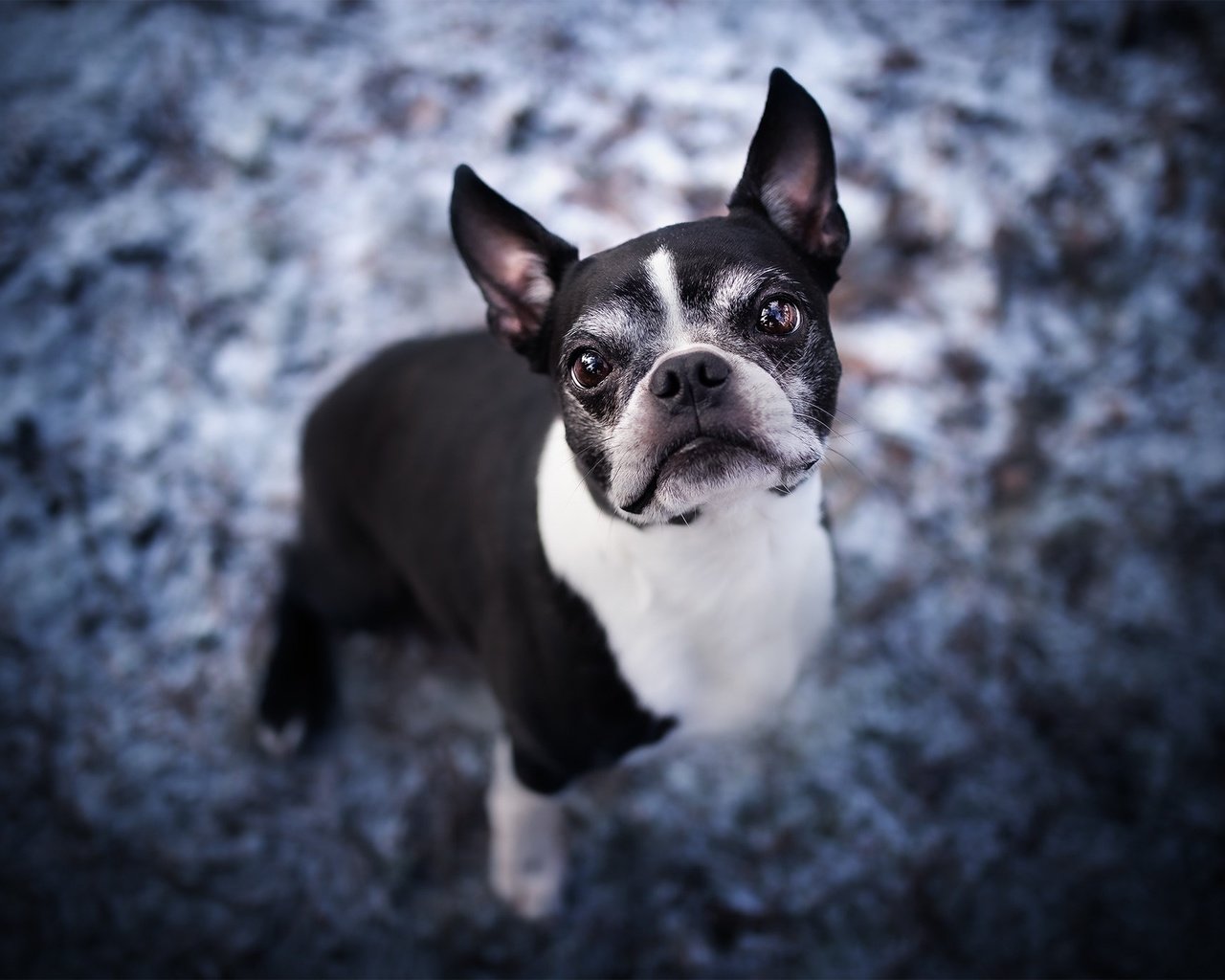 Обои морда, взгляд, собака, бостон-терьер, face, look, dog, boston terrier разрешение 2048x1365 Загрузить