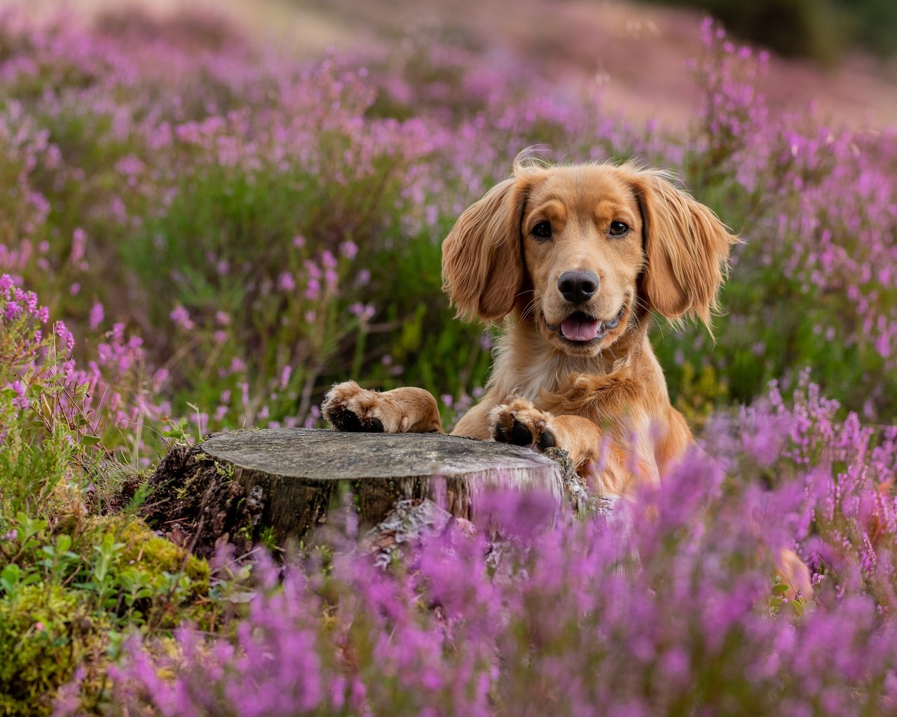 Обои морда, взгляд, собака, пень, спаниель, вереск, face, look, dog, stump, spaniel, heather разрешение 5848x3899 Загрузить