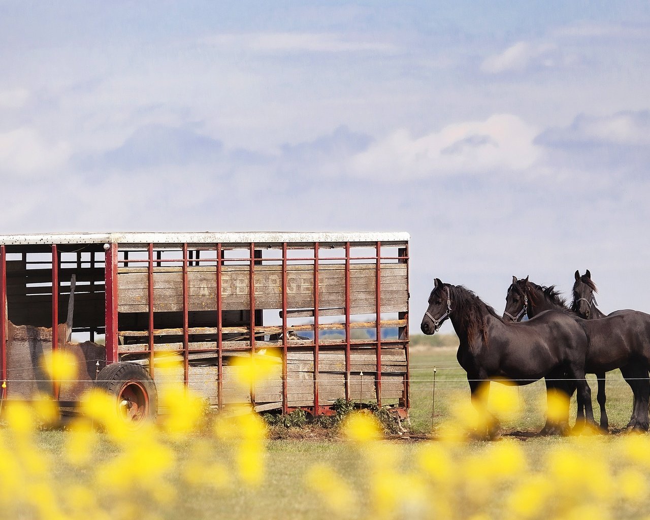 Обои небо, лошади, кони, телега, the sky, horse, horses, cart разрешение 3840x2160 Загрузить