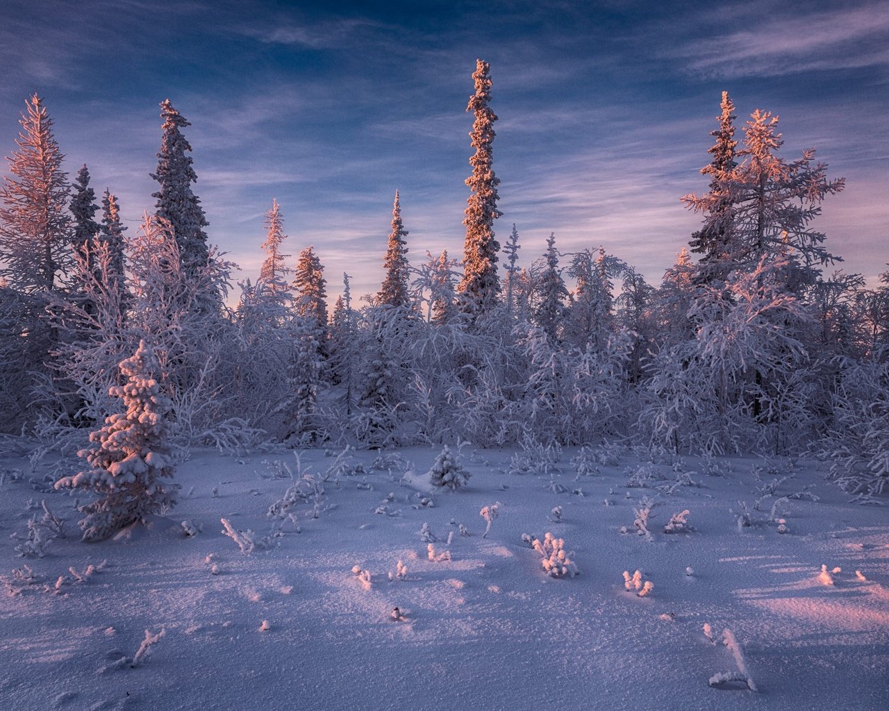 Обои небо, ели, свет, деревья, снег, природа, лес, зима, пейзаж, the sky, ate, light, trees, snow, nature, forest, winter, landscape разрешение 2000x1333 Загрузить