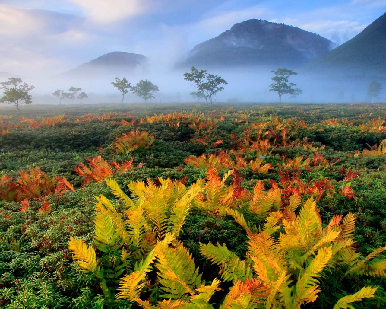 Обои осень, япония, папоротник, хоккайдо, autumn, japan, fern, hokkaido разрешение 1920x1080 Загрузить