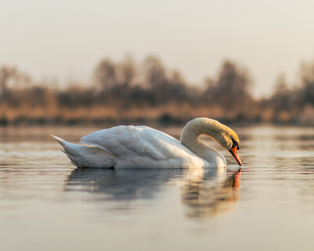 Обои отражение, белый, водоем, птица, лебедь, reflection, white, pond, bird, swan разрешение 5797x3865 Загрузить