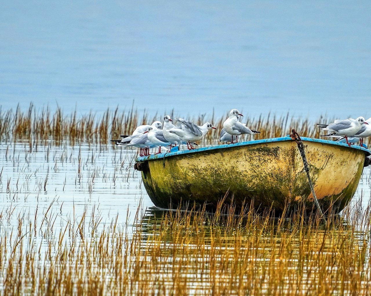 Обои озеро, водоем, лодка, птицы, чайки, стая, lake, pond, boat, birds, seagulls, pack разрешение 2880x1620 Загрузить