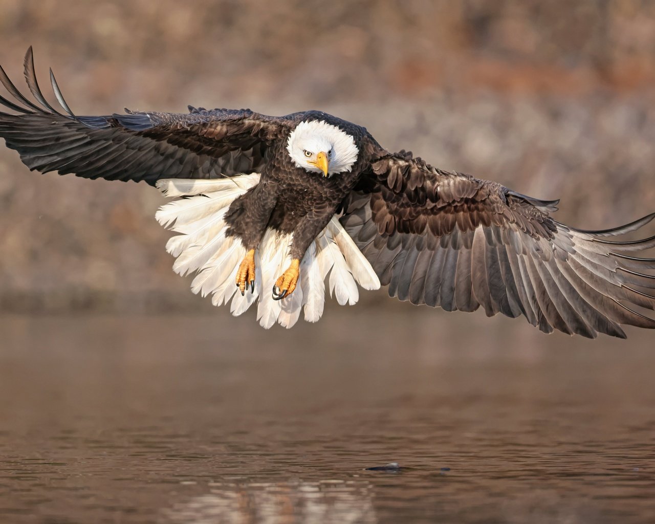 Обои полет, крылья, водоем, птица, белоголовый орлан, парит, хищная, flight, wings, pond, bird, bald eagle, soars, predatory разрешение 6144x3782 Загрузить