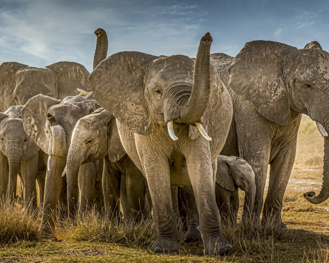 Обои природа, африка, слоны, nature, africa, elephants разрешение 3840x2160 Загрузить