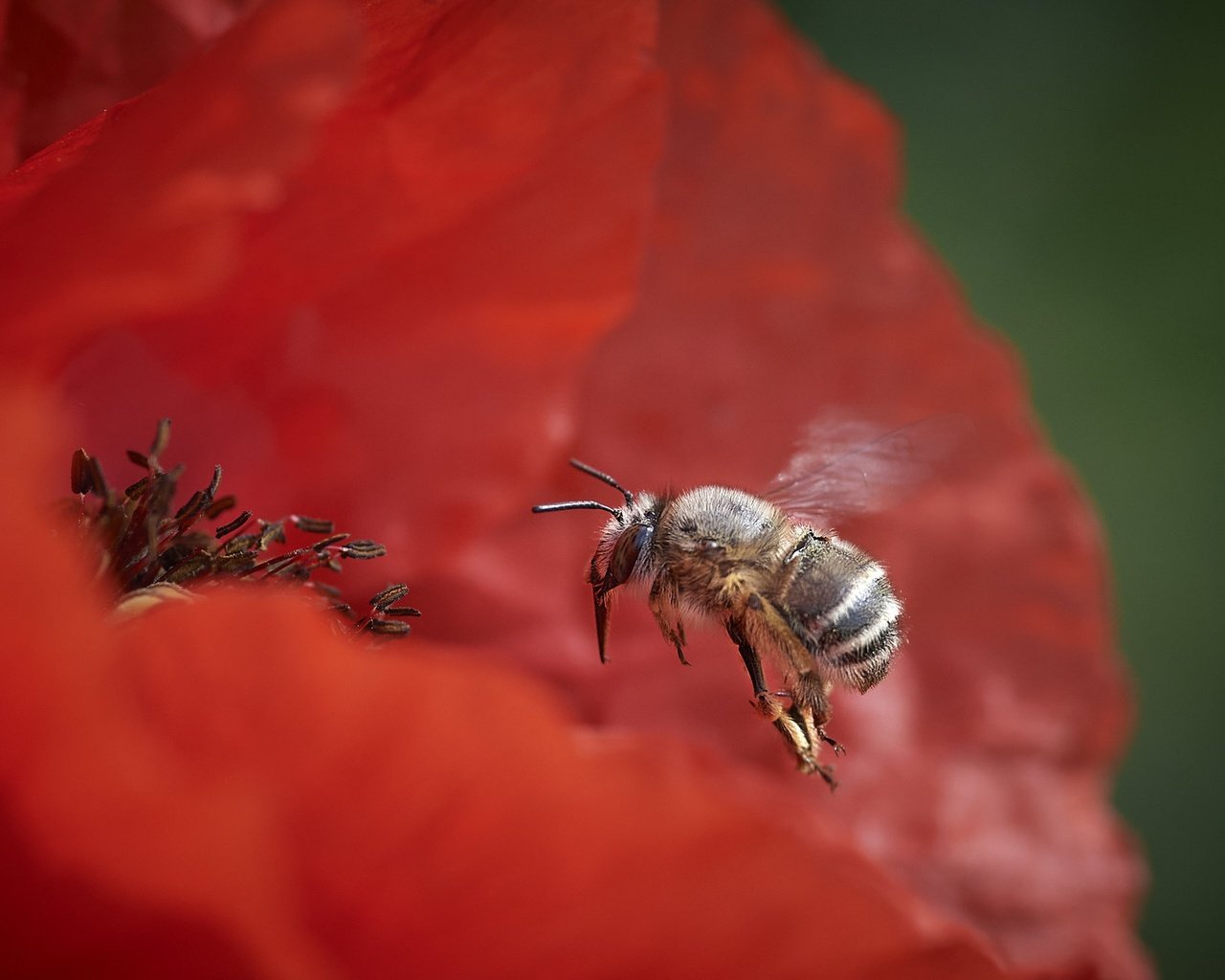 Обои природа, цветок, пчела, nature, flower, bee разрешение 2048x1366 Загрузить