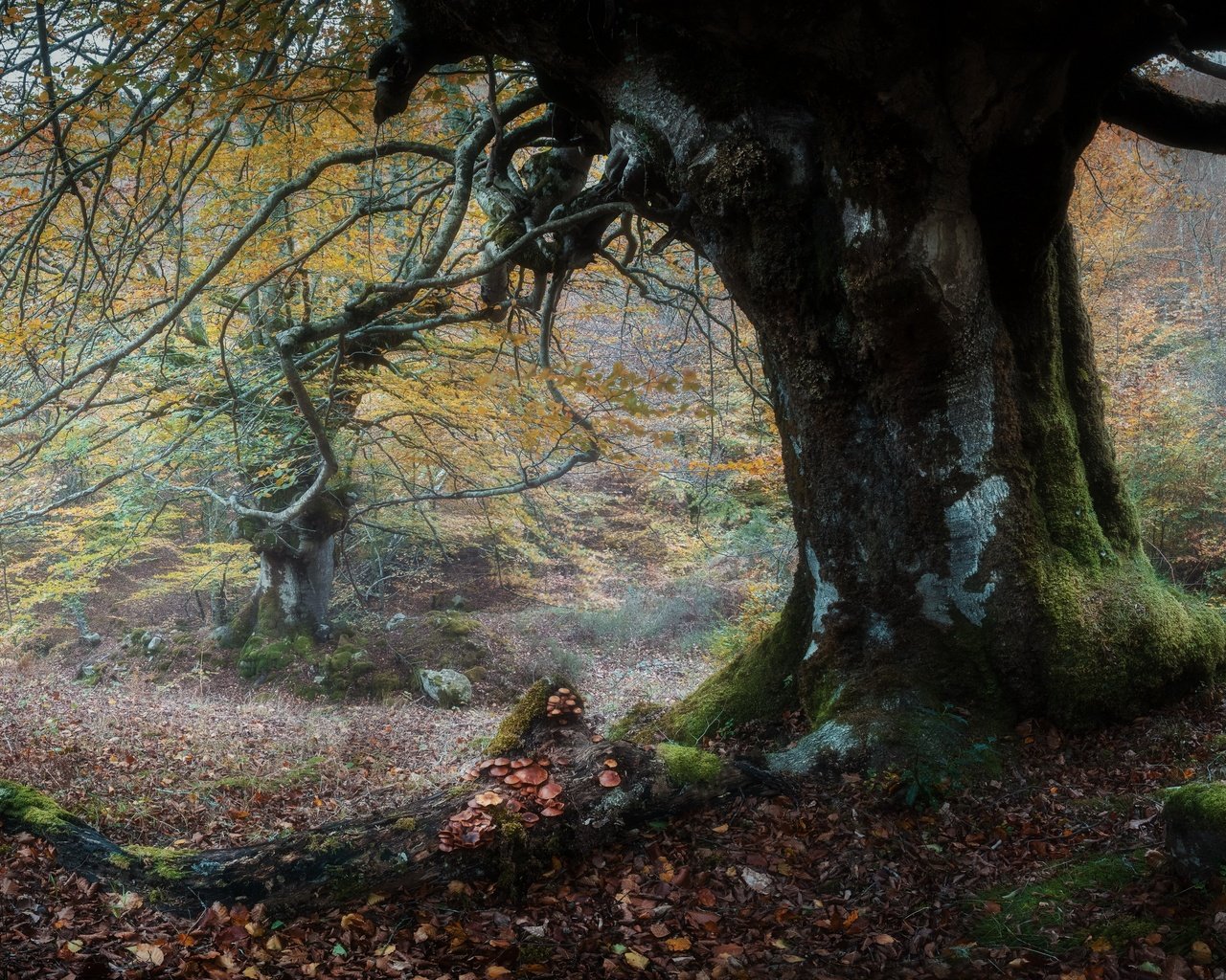 Обои природа, дерево, осень, nature, tree, autumn разрешение 3840x2160 Загрузить