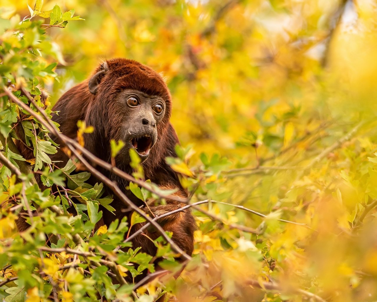 Обои природа, фон, обезьяна, nature, background, monkey разрешение 3840x2160 Загрузить