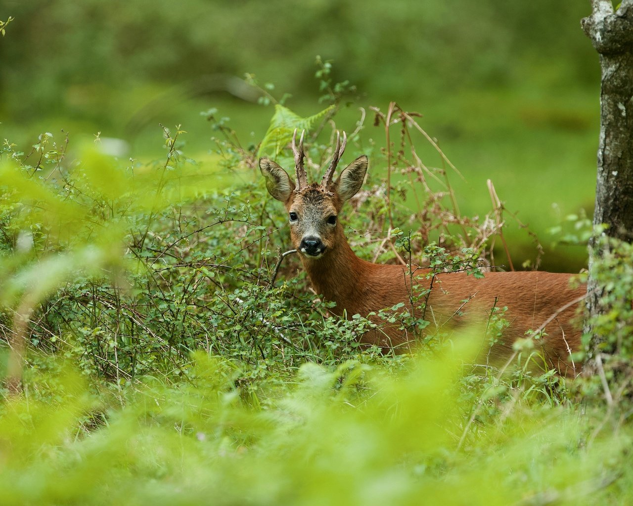 Обои природа, олень, ветки, взгляд, косуля, трапеза, nature, deer, branches, look, roe, meal разрешение 2880x1911 Загрузить