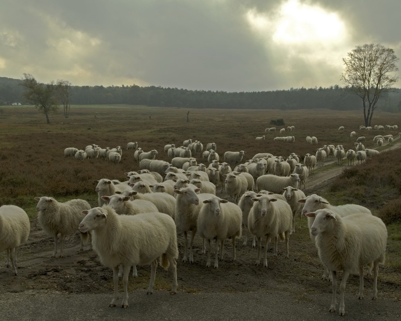 Обои природа, овцы, стадо, nature, sheep, the herd разрешение 2047x1356 Загрузить