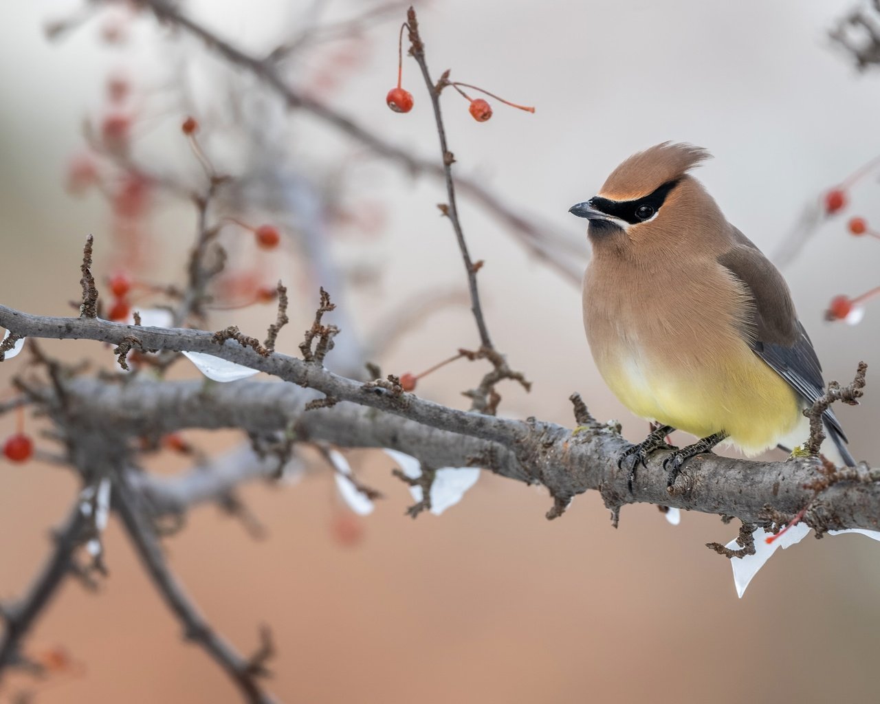 Обои снег, свиристель, дерево, зима, фон, ветки, птица, ягоды, боке, snow, the waxwing, tree, winter, background, branches, bird, berries, bokeh разрешение 3840x2160 Загрузить