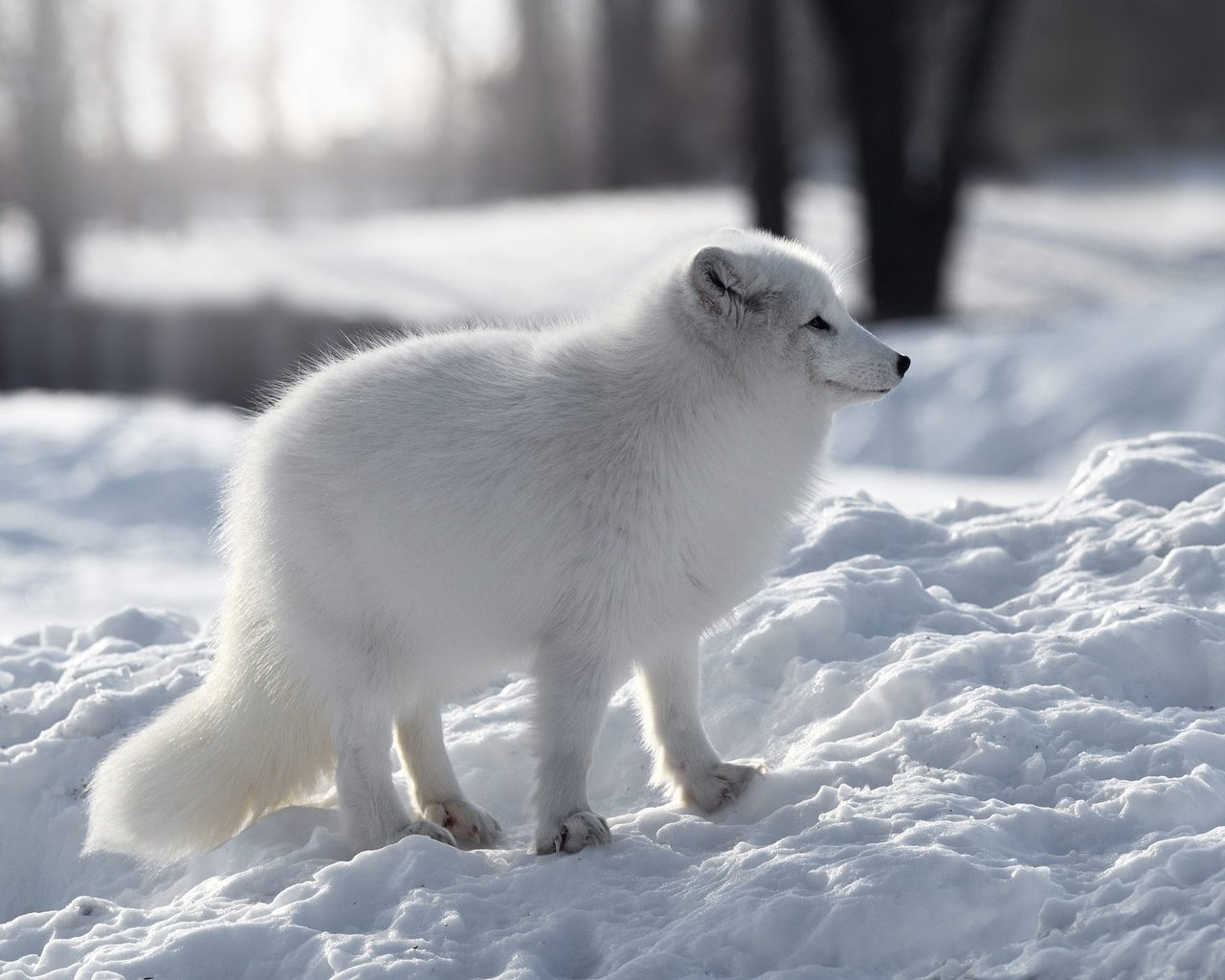 Обои снег, природа, зима, белый, профиль, песец, snow, nature, winter, white, profile, fox разрешение 2000x1406 Загрузить