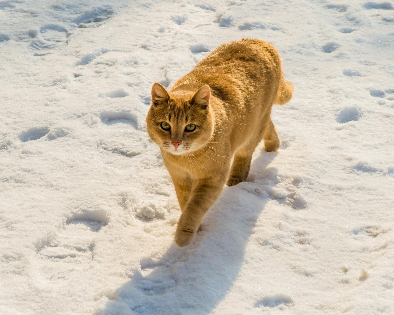 Обои снег, крадётся, зима, поза, кот, кошка, взгляд, следы, прогулка, рыжий, red, snow, sneaks, winter, pose, cat, look, traces, walk разрешение 2000x1333 Загрузить