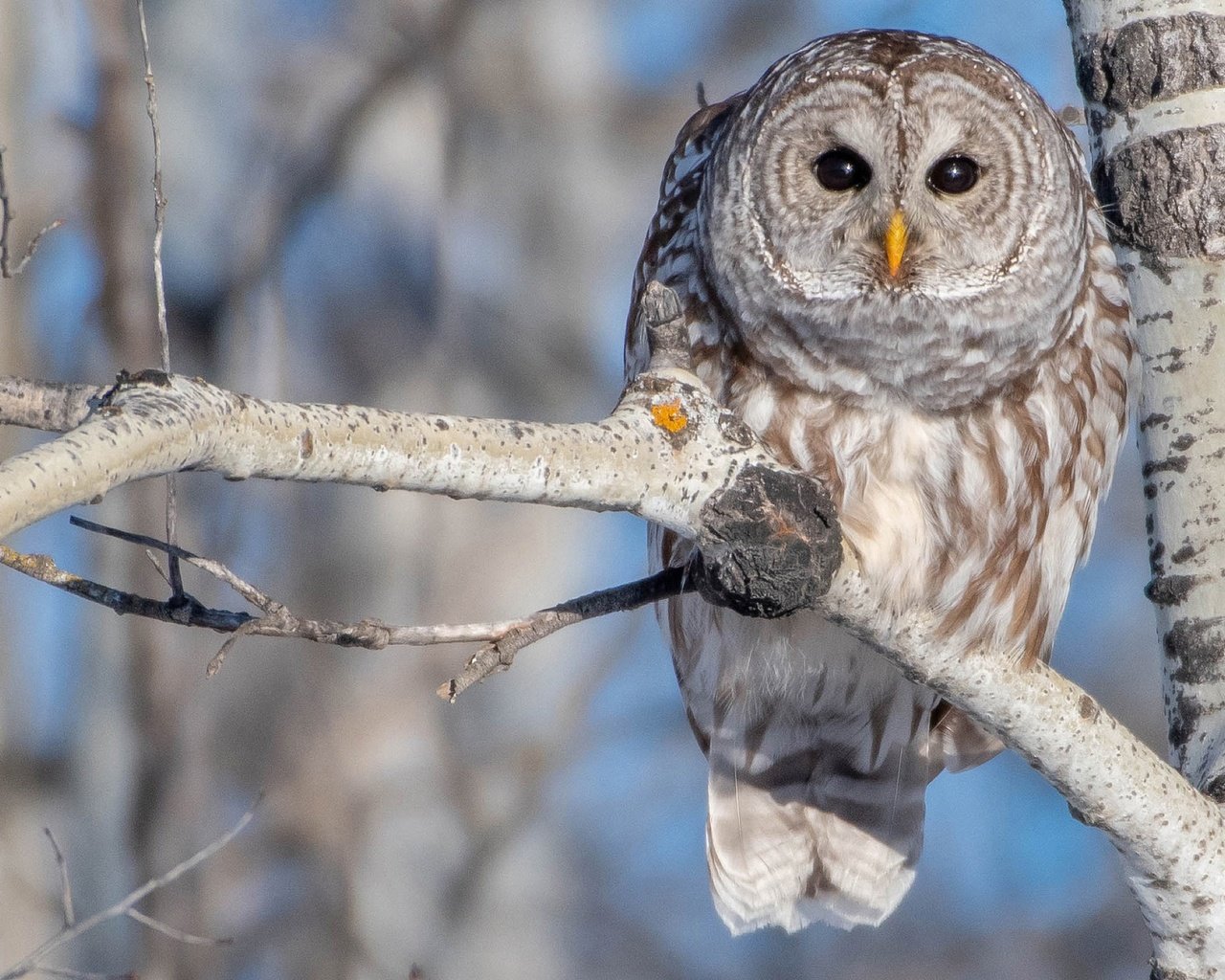 Обои сова, ветка, дерево, птица, береза, боке, пестрая неясыть, owl, branch, tree, bird, birch, bokeh, a barred owl разрешение 2048x1366 Загрузить