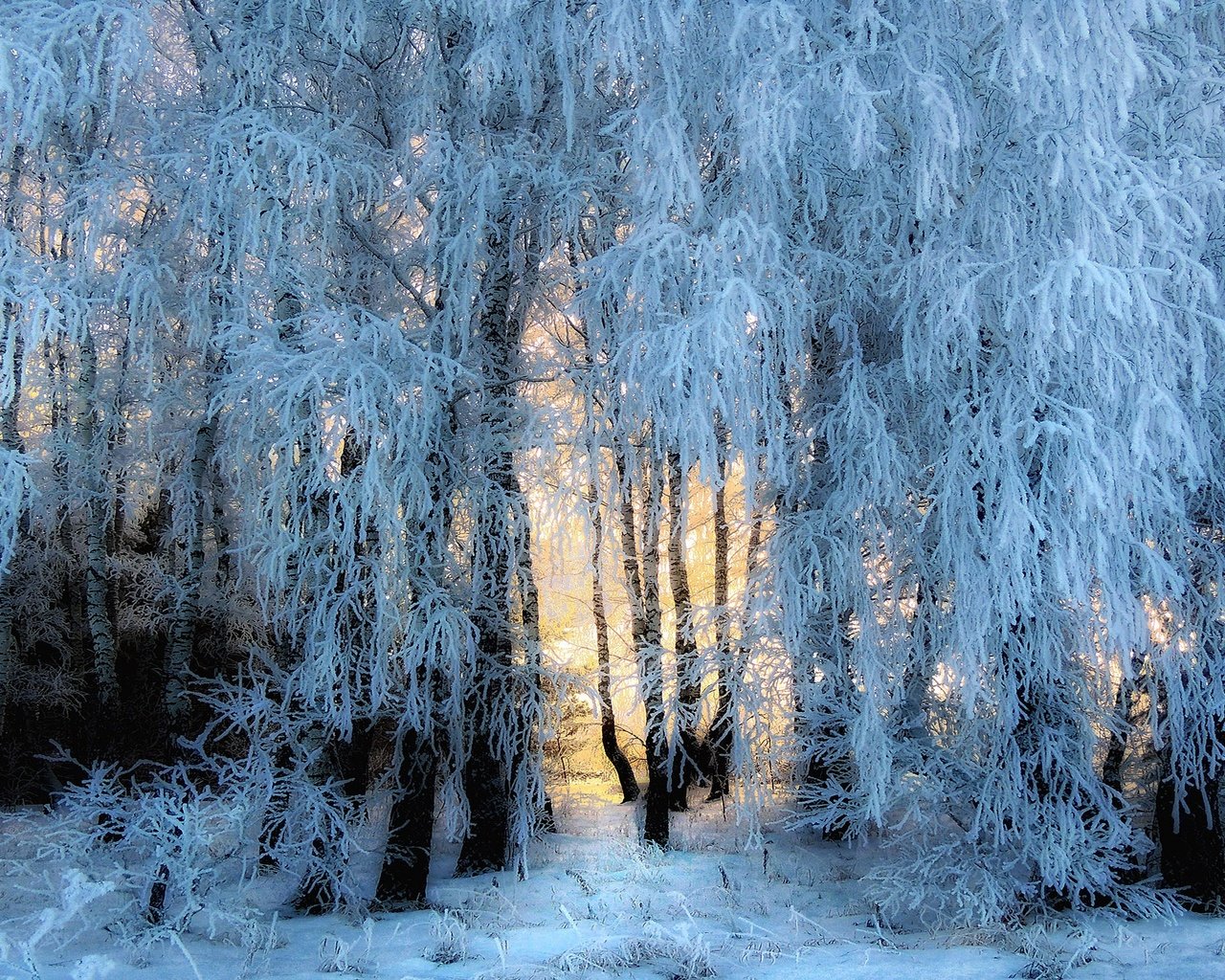 Обои свет, деревья, снег, природа, лес, зима, иней, light, trees, snow, nature, forest, winter, frost разрешение 2880x1620 Загрузить