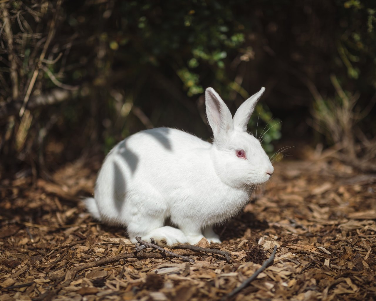 Обои свет, природа, белый, темный фон, кролик, заяц, альбинос, light, nature, white, the dark background, rabbit, hare, albino разрешение 6720x4480 Загрузить