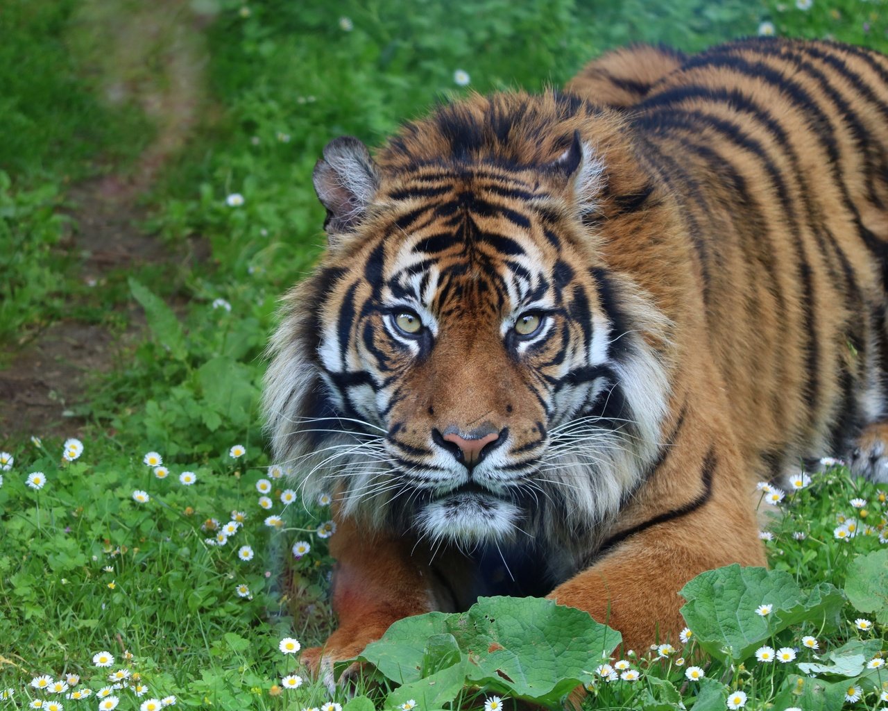 Обои тигр, морда, цветы, взгляд, tiger, face, flowers, look разрешение 6000x4000 Загрузить