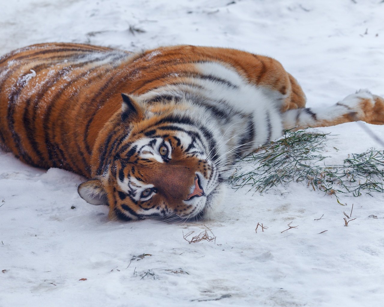 Обои тигр, снег, природа, зима, поза, взгляд, хищник, животное, tiger, snow, nature, winter, pose, look, predator, animal разрешение 2150x1661 Загрузить
