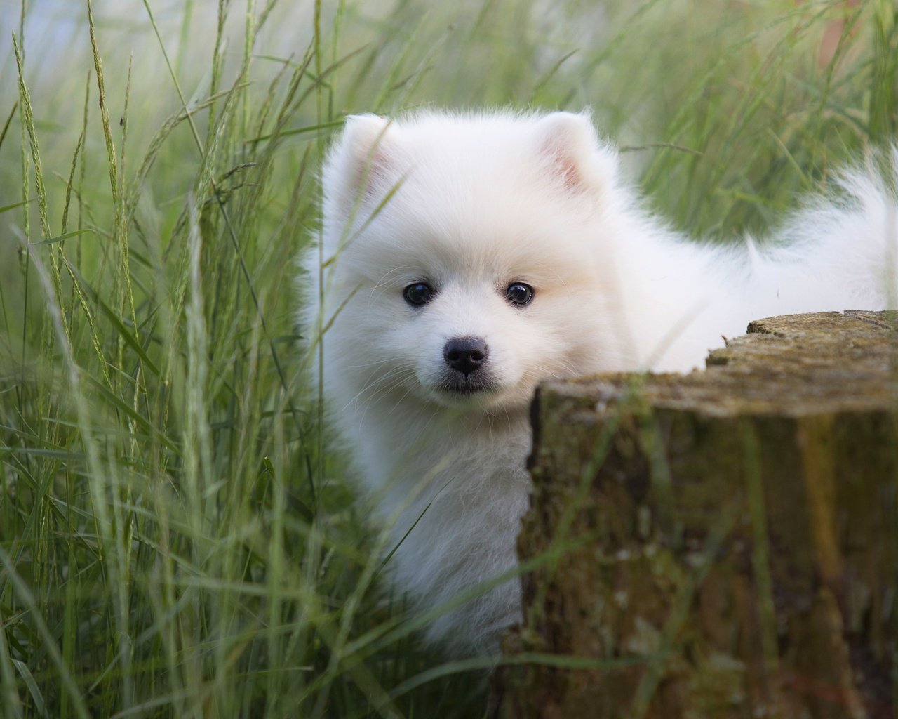 Обои трава, портрет, собака, щенок, мордашка, малыш, пень, шпиц, grass, portrait, dog, puppy, face, baby, stump, spitz разрешение 3744x2714 Загрузить