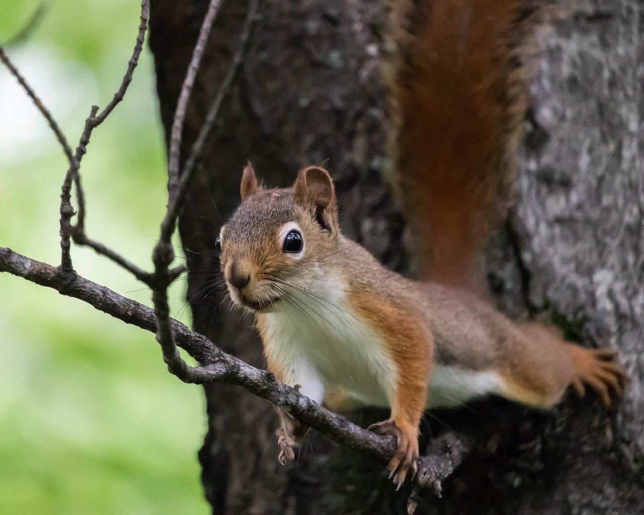 Обои ветка, природа, дерево, поза, животное, белка, зверек, грызун, branch, nature, tree, pose, animal, protein, rodent разрешение 2700x1800 Загрузить