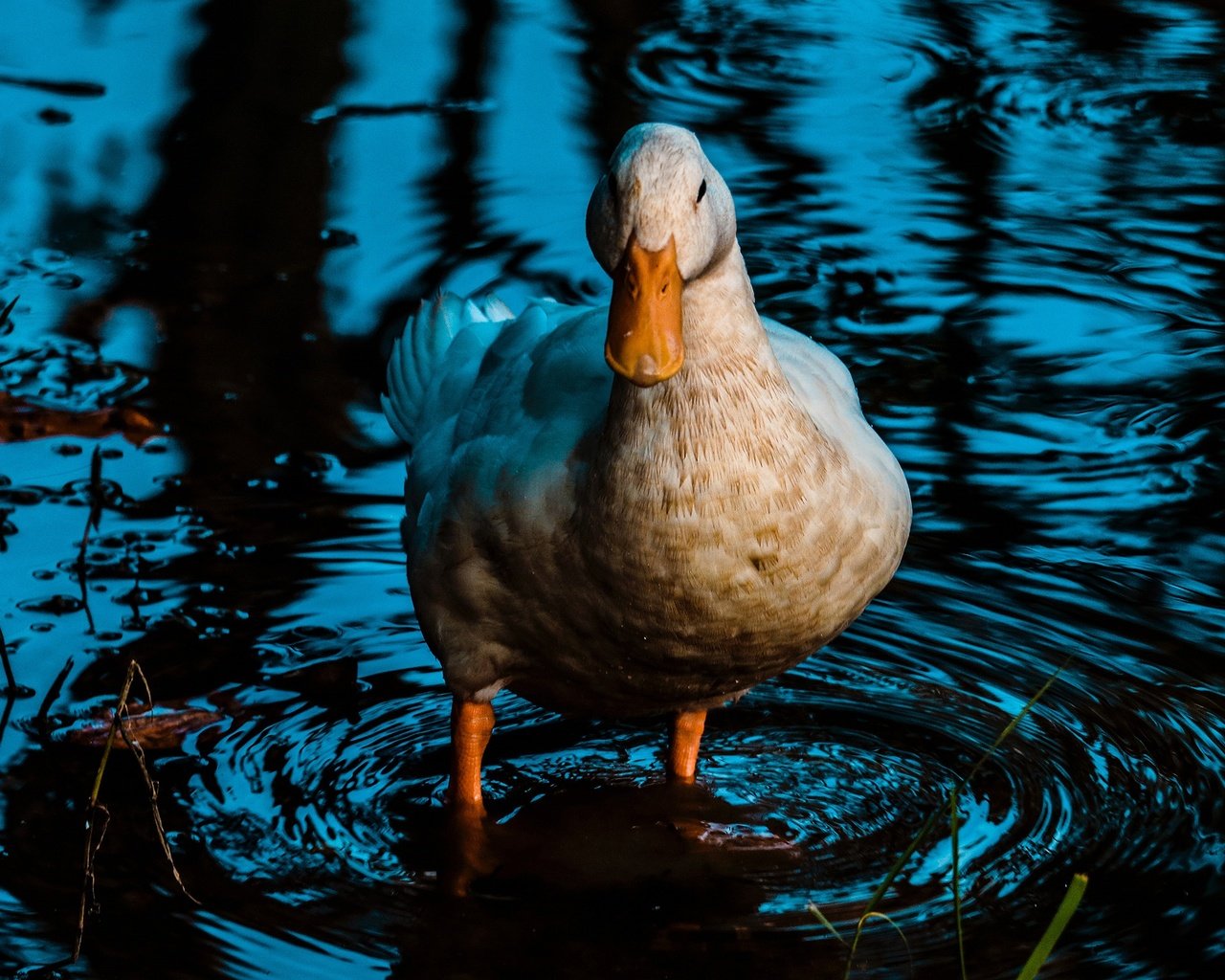 Обои вода, отражение, водоем, птица, утка, water, reflection, pond, bird, duck разрешение 2880x1620 Загрузить