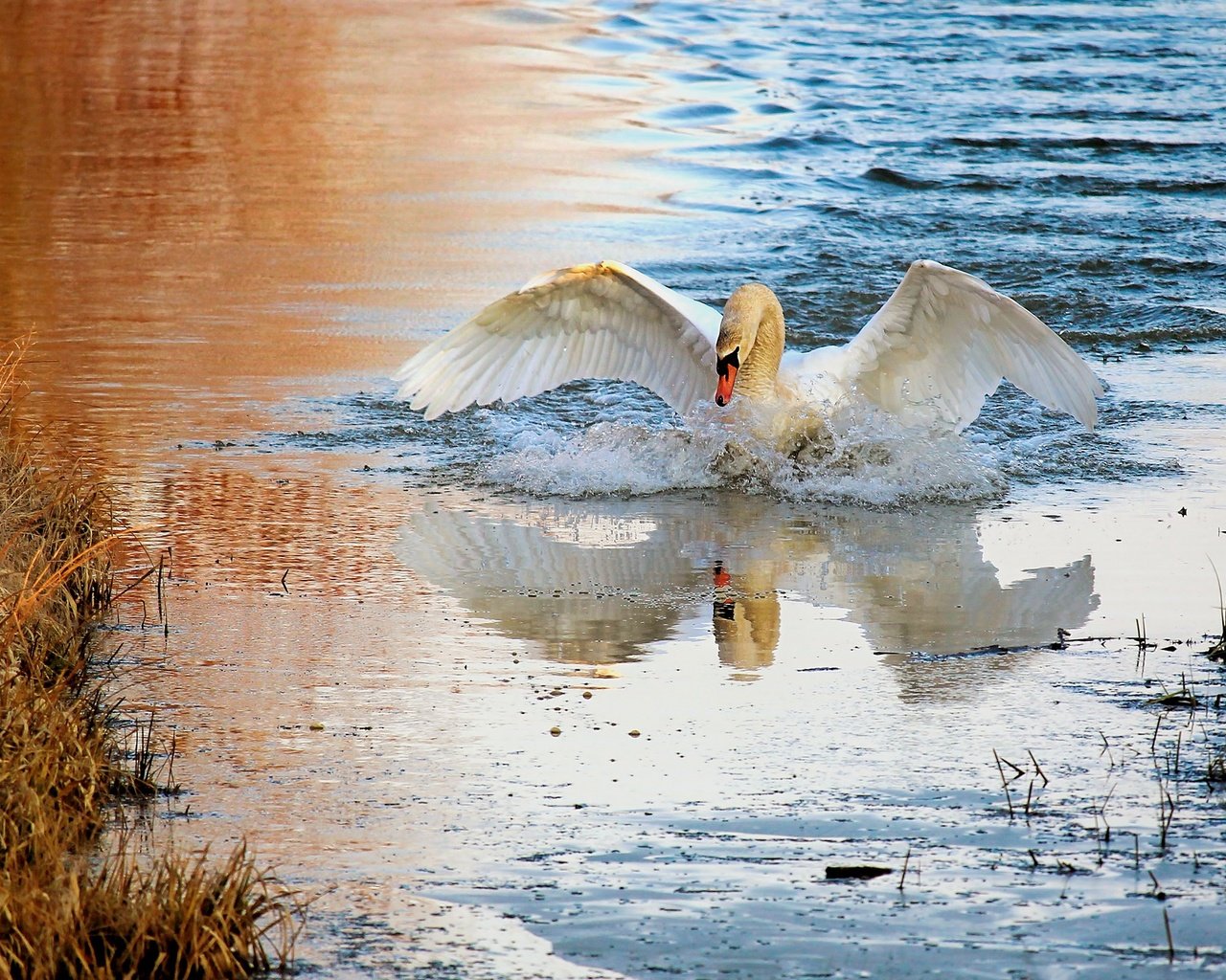 Обои вода, плавание, природа, лебедь, берег, взмах крыльев, отражение, белый, водоем, брызги, птица, water, swimming, nature, swan, shore, flap, reflection, white, pond, squirt, bird разрешение 2880x1620 Загрузить