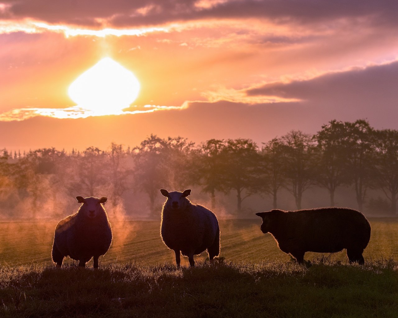 Обои закат, поле, силуэты, пастбище, овцы, овечки, sunset, field, silhouettes, pasture, sheep разрешение 3840x2160 Загрузить