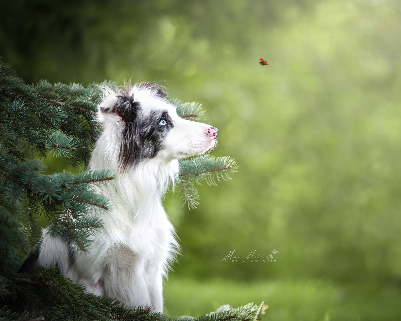 Обои жук, ветки, собака, божья коровка, ель, боке, бордер-колли, beetle, branches, dog, ladybug, spruce, bokeh, the border collie разрешение 4256x2832 Загрузить