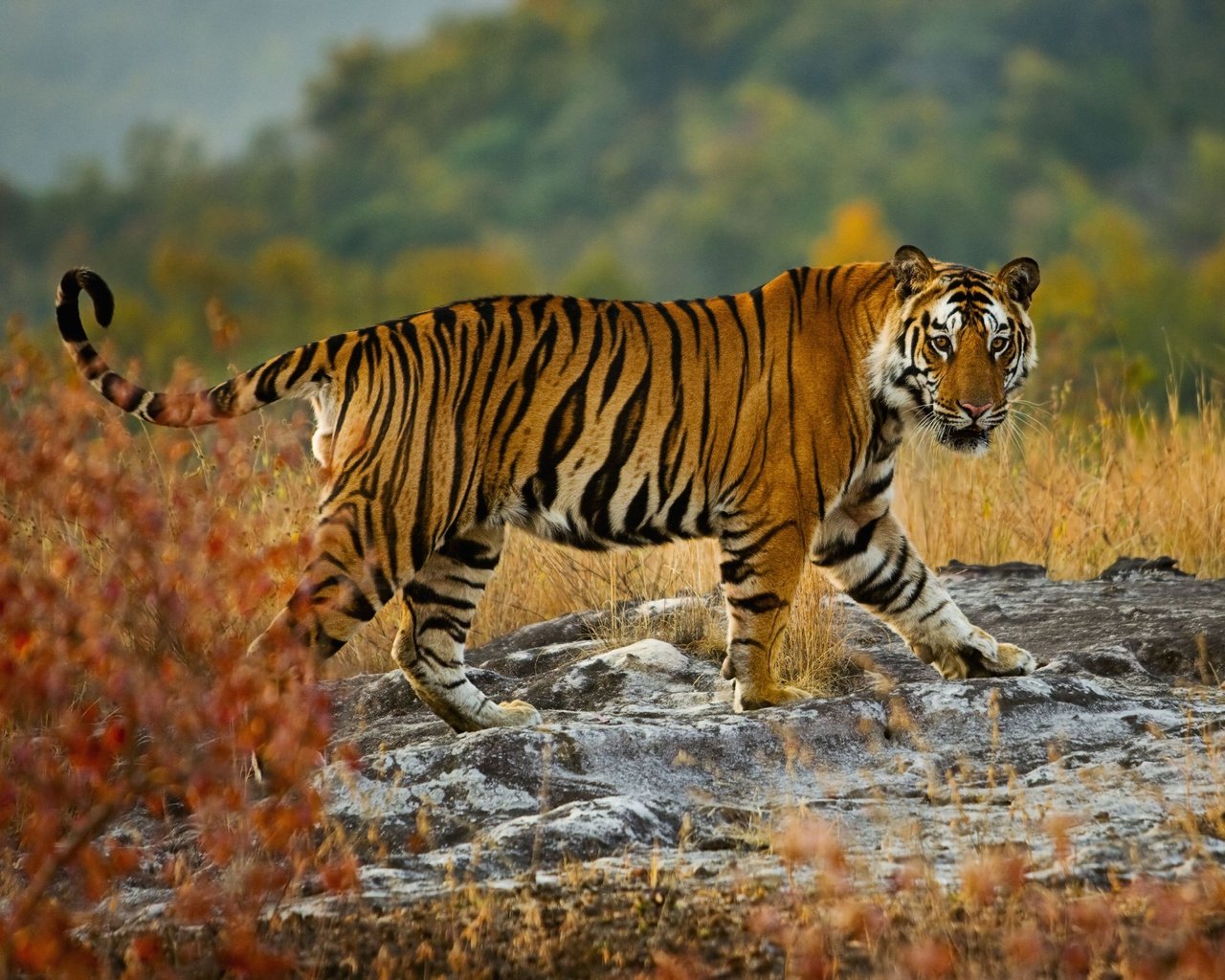 Обои тигр, взгляд, хищник, дикая природа, бенгальский тигр, tiger, look, predator, wildlife, bengal tiger разрешение 5221x3481 Загрузить