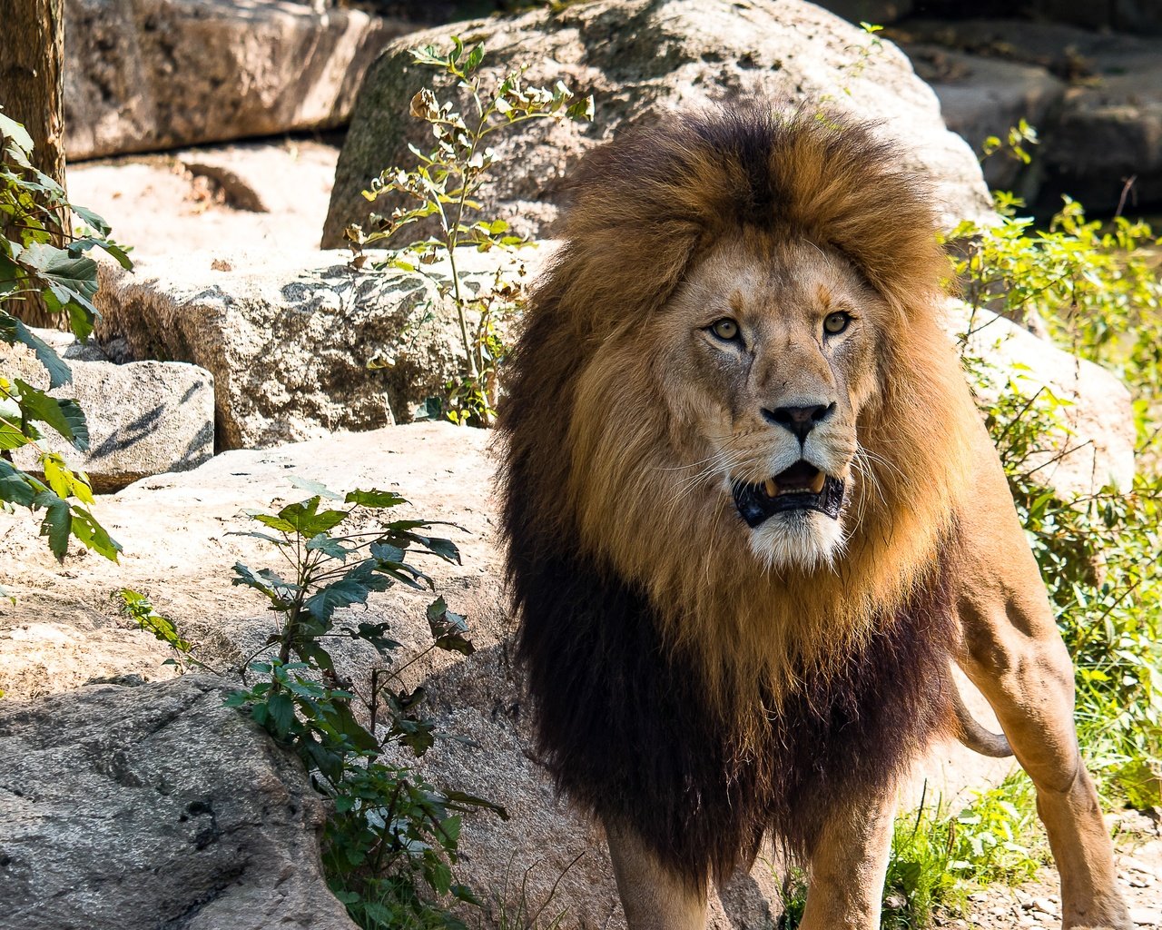 Обои лев, leo разрешение 5040x3161 Загрузить